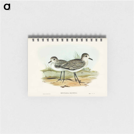 アートメモ帳-Grey Plover
 - オーストラリアの鳥 Memo.