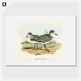 Grey Plover
 - オーストラリアの鳥 Poster.