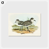 アートポストカード-Grey Plover
 - オーストラリアの鳥 Postcard.