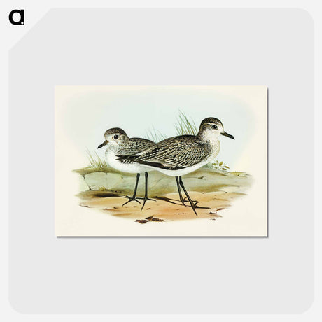 アートポストカード-Grey Plover
 - オーストラリアの鳥 Postcard.