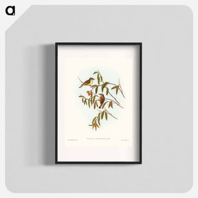 アートポスター-Green-backed Gerygone
 - ジョン グールド Poster.