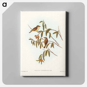 アートパネル-Green-backed Gerygone
 - ジョン グールド Canvas.