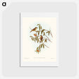 アートポストカード-Green-backed Gerygone
 - ジョン グールド Postcard.