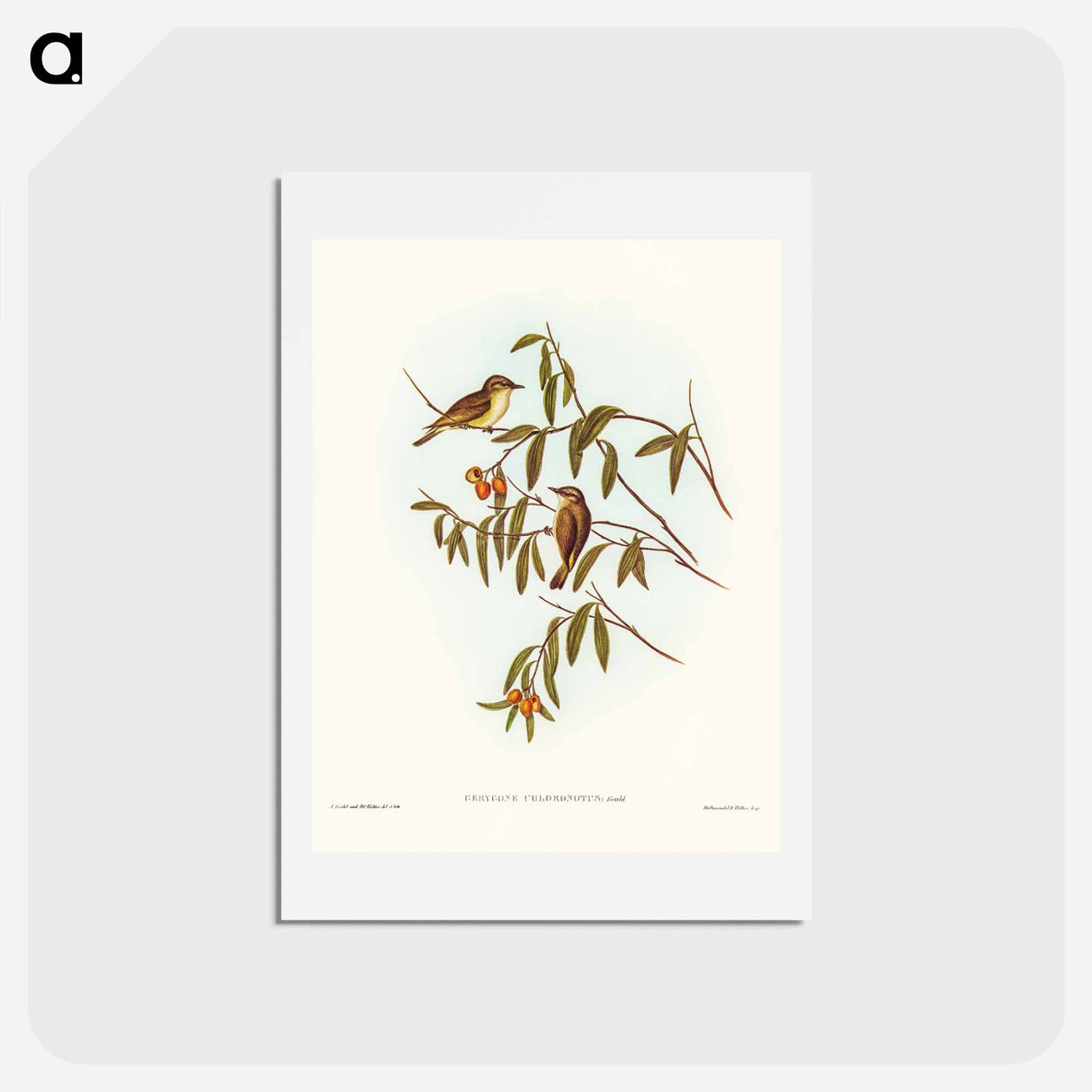 アートポストカード-Green-backed Gerygone
 - ジョン グールド Postcard.