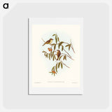 アートポストカード-Green-backed Gerygone
 - ジョン グールド Postcard.