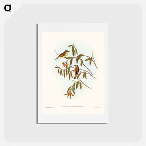 アートポストカード-Green-backed Gerygone
 - ジョン グールド Postcard.