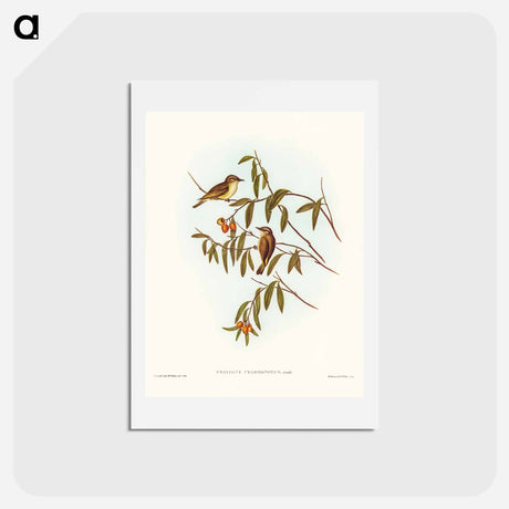 アートポストカード-Green-backed Gerygone
 - ジョン グールド Postcard.