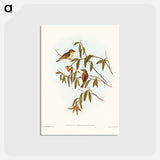アートポストカード-Green-backed Gerygone
 - ジョン グールド Postcard.