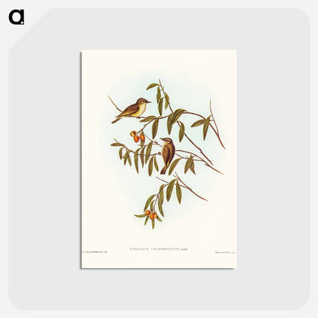 アートポストカード-Green-backed Gerygone
 - ジョン グールド Postcard.