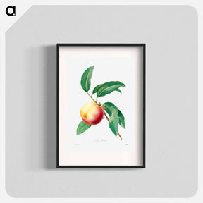 アートポスター-Peach fruit on a branch - ピエール ジョゼフ ルドゥーテ Poster.