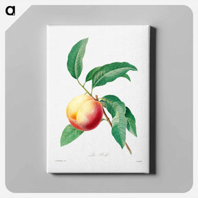 アートパネル-Peach fruit on a branch - ピエール ジョゼフ ルドゥーテ Canvas.