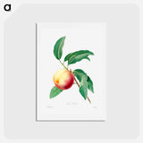 アートポストカード-Peach fruit on a branch - ピエール ジョゼフ ルドゥーテ Postcard.
