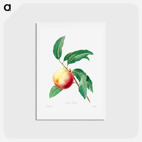 アートポストカード-Peach fruit on a branch - ピエール ジョゼフ ルドゥーテ Postcard.