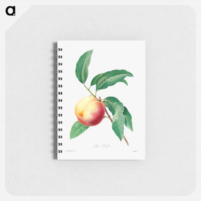 アートメモ帳-Peach fruit on a branch - ピエール ジョゼフ ルドゥーテ Memo.