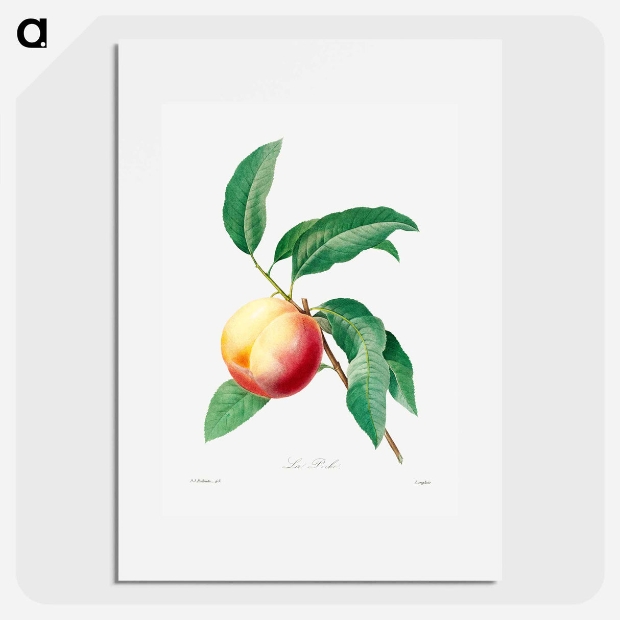 Peach fruit on a branch - Pierre Joseph Redouté Poster.