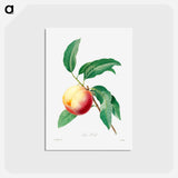 アートポストカード-Peach fruit on a branch - ピエール ジョゼフ ルドゥーテ Postcard.