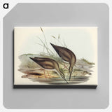 Grey-rumped Sandpiper
 - オーストラリアの鳥 Canvas.