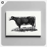 アートパネル-Cow Illustration
 - 大英図書館 Canvas.