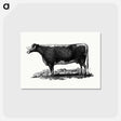 アートポストカード-Cow Illustration
 - 大英図書館 Postcard.
