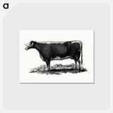 アートポストカード-Cow Illustration
 - 大英図書館 Postcard.