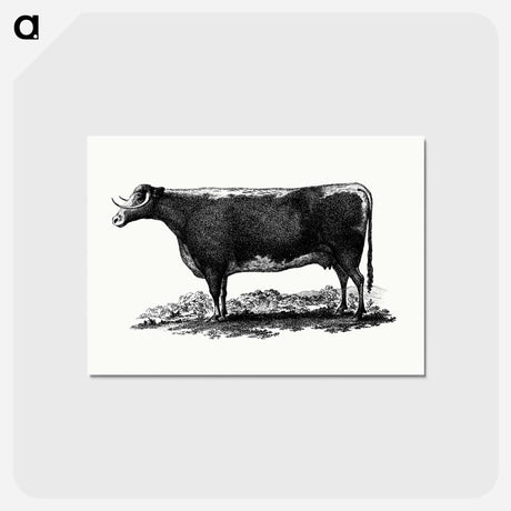 アートポストカード-Cow Illustration
 - 大英図書館 Postcard.