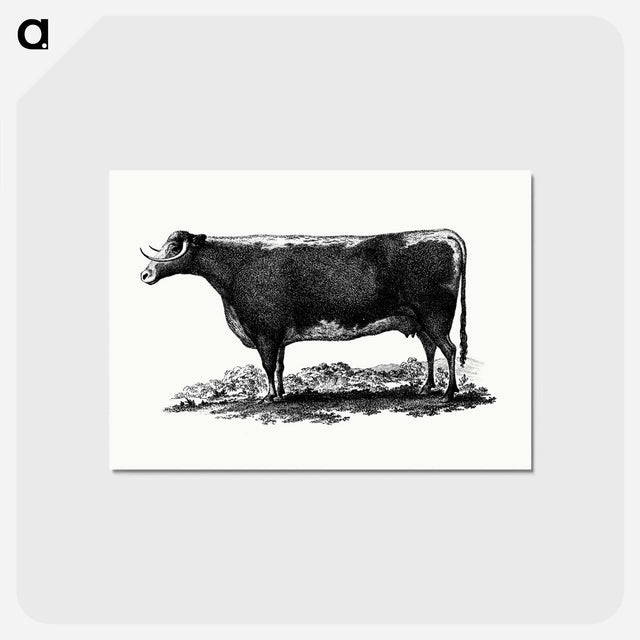 アートポストカード-Cow Illustration
 - 大英図書館 Postcard.