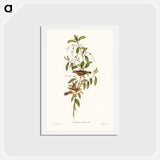 アートポストカード-Fuscous Gerygone
 - ジョン グールド Postcard.