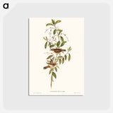 アートポストカード-Fuscous Gerygone
 - ジョン グールド Postcard.