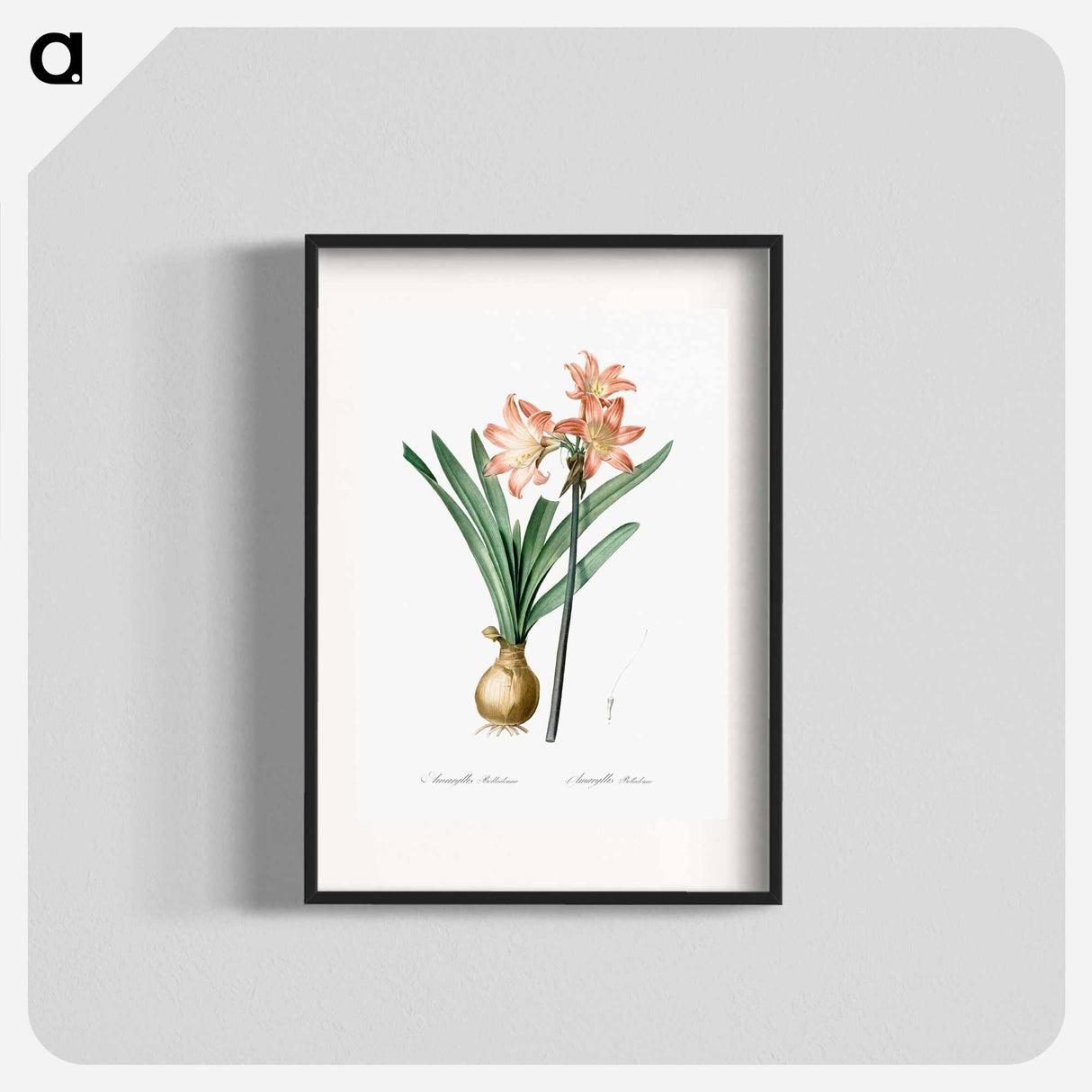 Amaryllis Belladonna - Pierre Joseph Redouté Poster.