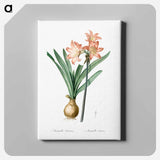 アートパネル-Amaryllis Belladonna - ピエール ジョゼフ ルドゥーテ Canvas.