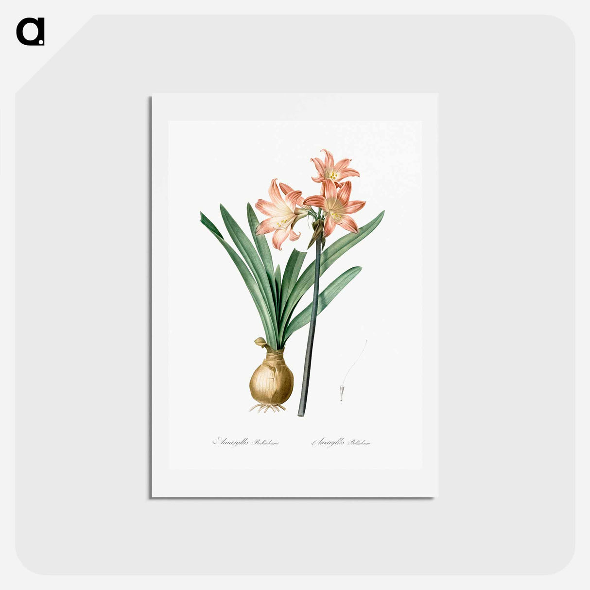 アートポストカード-Amaryllis Belladonna - ピエール ジョゼフ ルドゥーテ Postcard.