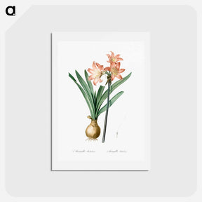 アートポストカード-Amaryllis Belladonna - ピエール ジョゼフ ルドゥーテ Postcard.