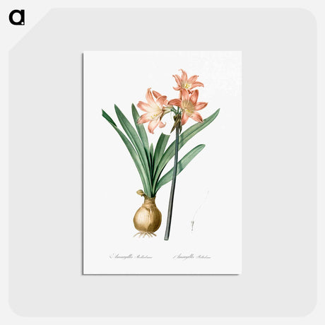 アートポストカード-Amaryllis Belladonna - ピエール ジョゼフ ルドゥーテ Postcard.