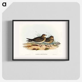 アートポスター-Oriental Pratincole
 - オーストラリアの鳥 Poster.