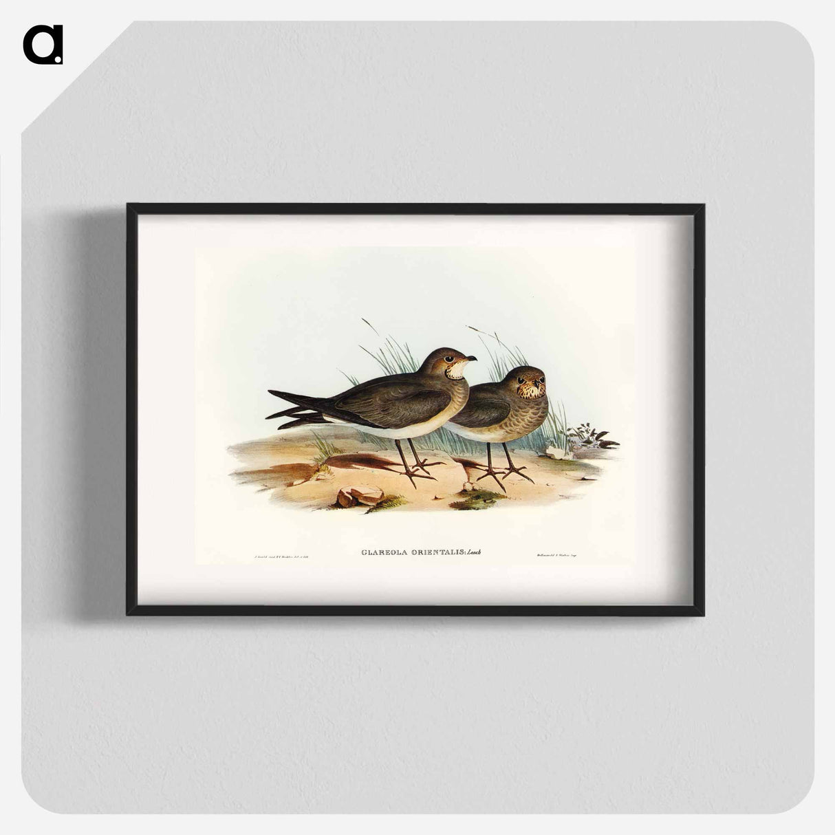 Oriental Pratincole
 - オーストラリアの鳥 Poster.