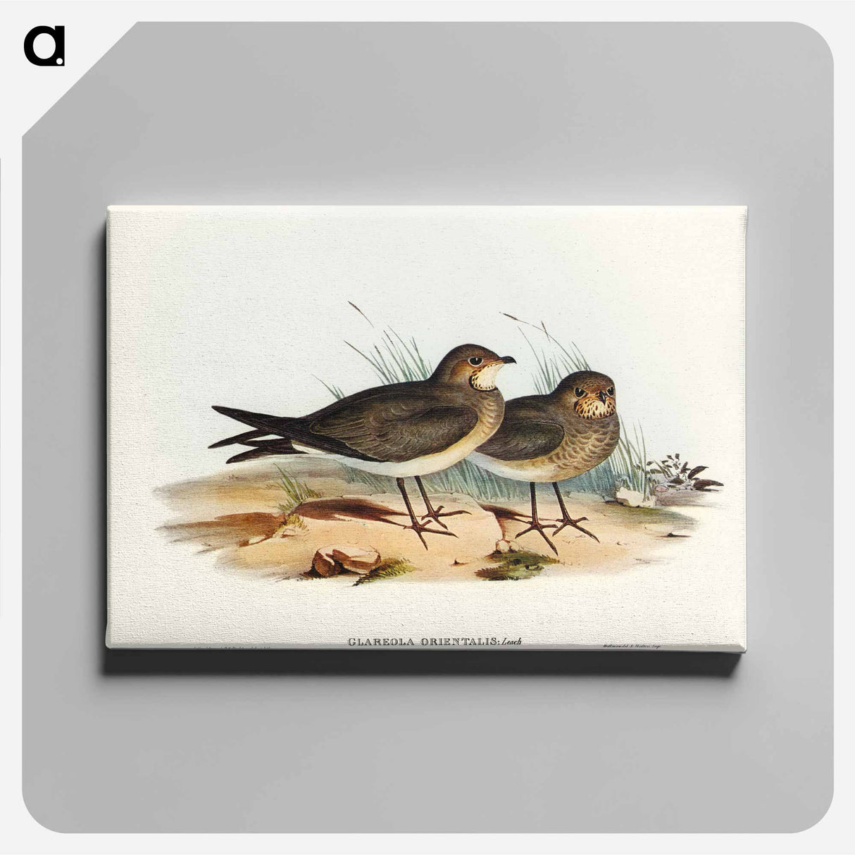 Oriental Pratincole
 - オーストラリアの鳥 Canvas.