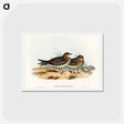アートポストカード-Oriental Pratincole
 - オーストラリアの鳥 Postcard.