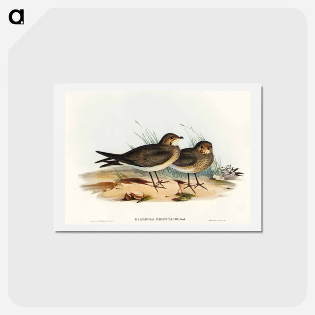 アートポストカード-Oriental Pratincole
 - オーストラリアの鳥 Postcard.