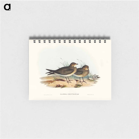 アートメモ帳-Oriental Pratincole
 - オーストラリアの鳥 Memo.