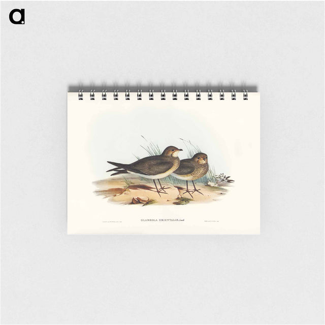 アートメモ帳-Oriental Pratincole
 - オーストラリアの鳥 Memo.