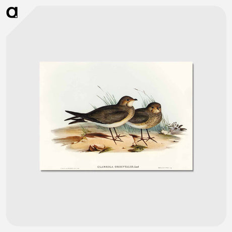 アートポストカード-Oriental Pratincole
 - オーストラリアの鳥 Postcard.