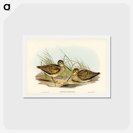 アートポストカード-New Holland Snipe
 - ジョン グールド Postcard.