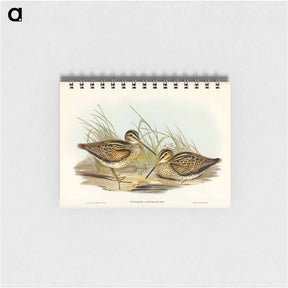 アートメモ帳-New Holland Snipe
 - ジョン グールド Memo.