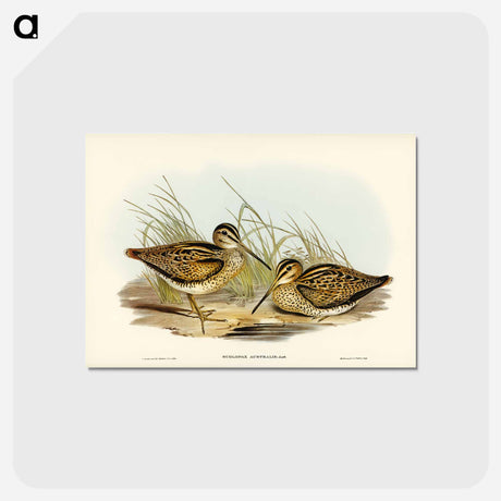 アートポストカード-New Holland Snipe
 - ジョン グールド Postcard.