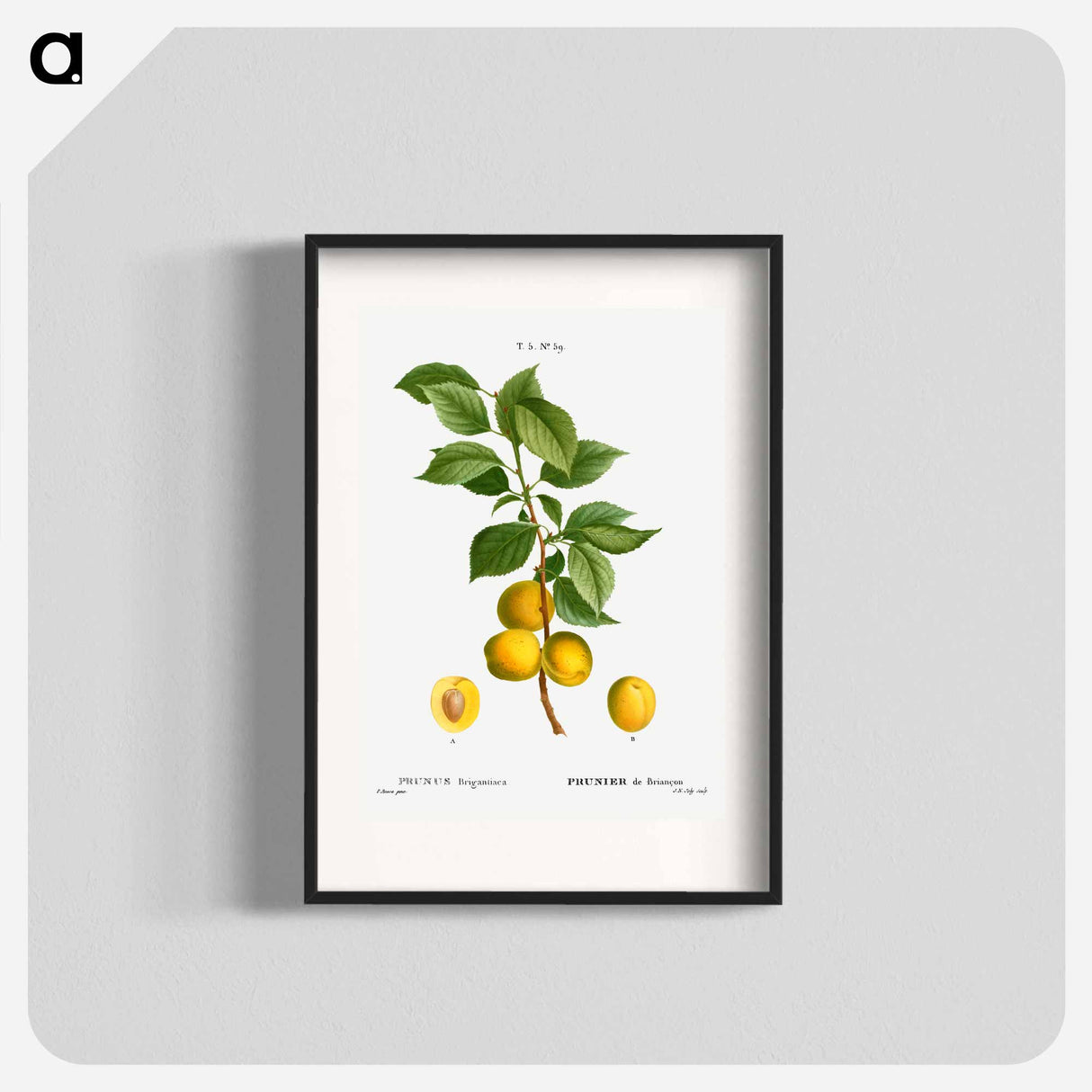 Briançon apricot, Prunus brigantiaca - Pierre-Joseph Redouté Poster.