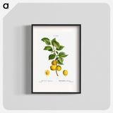 Briançon apricot, Prunus brigantiaca - Pierre-Joseph Redouté Poster.
