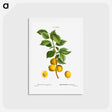 アートポストカード-Briançon apricot, Prunus brigantiaca - ピエール ジョゼフ ルドゥーテ Postcard.