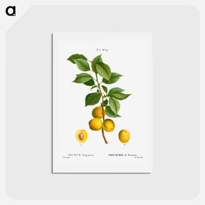 アートポストカード-Briançon apricot, Prunus brigantiaca - ピエール ジョゼフ ルドゥーテ Postcard.