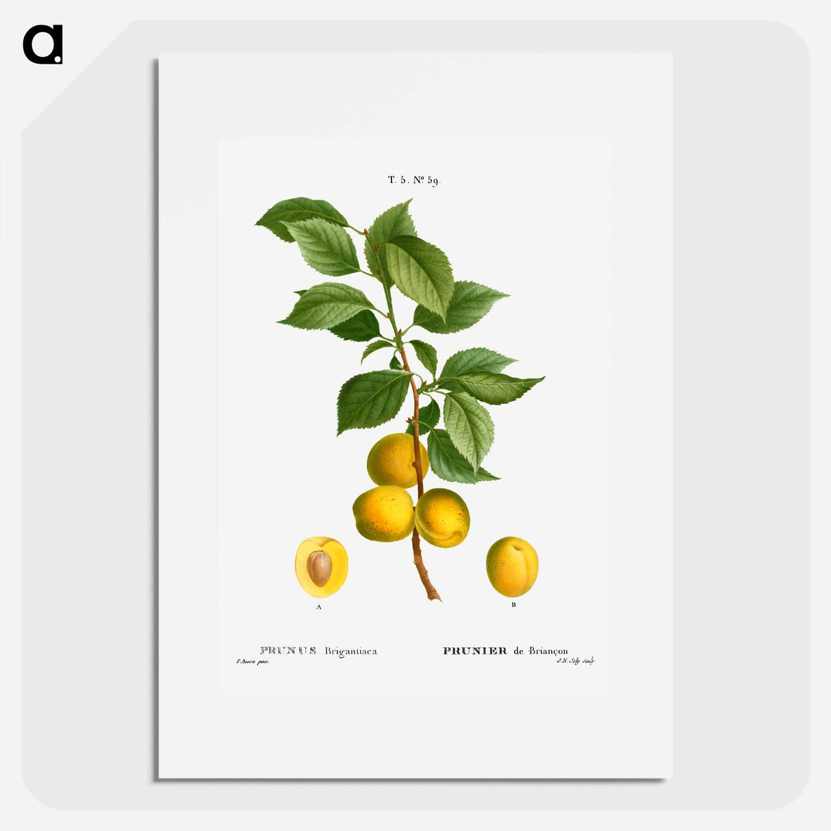 Briançon apricot, Prunus brigantiaca - Pierre-Joseph Redouté Poster.