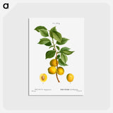 アートポストカード-Briançon apricot, Prunus brigantiaca - ピエール ジョゼフ ルドゥーテ Postcard.